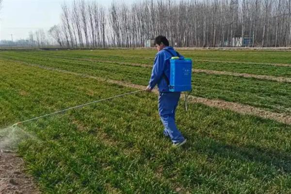 小麦打除草剂过多久才能浇水，经过3-5天才可以浇水