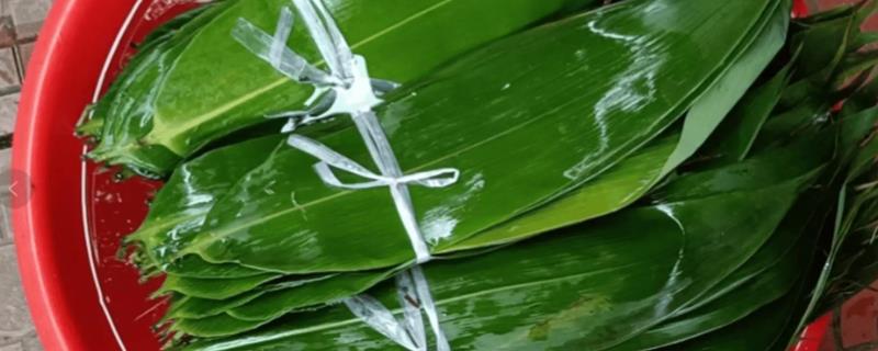 干的粽子叶要泡多长时间，冷水泡需要泡一夜