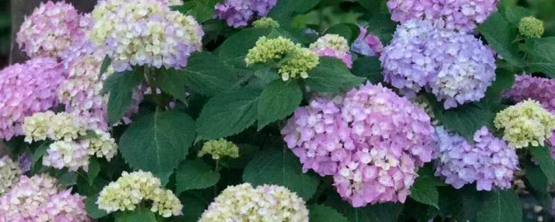 如何修剪老枝开花的绣球花，剪除多余的幼芽以及枯花、老花