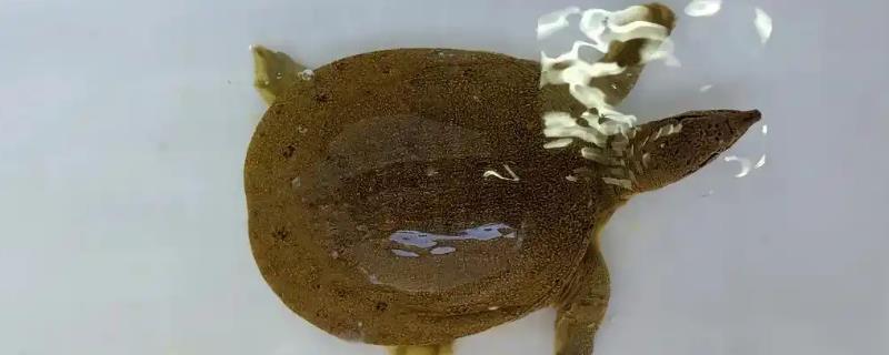 甲鱼放在桶里可以活多久，没水的情况下只能活3-4天