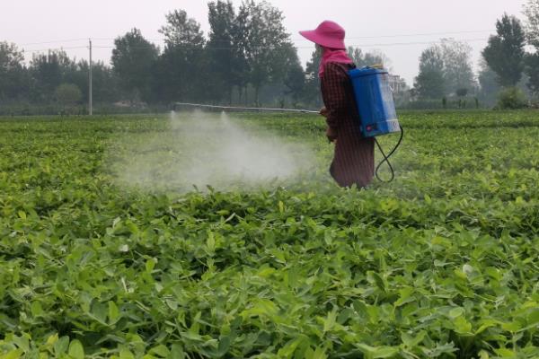 毒死蜱有什么作用，可防治多种咀嚼式和刺吸式口器害虫
