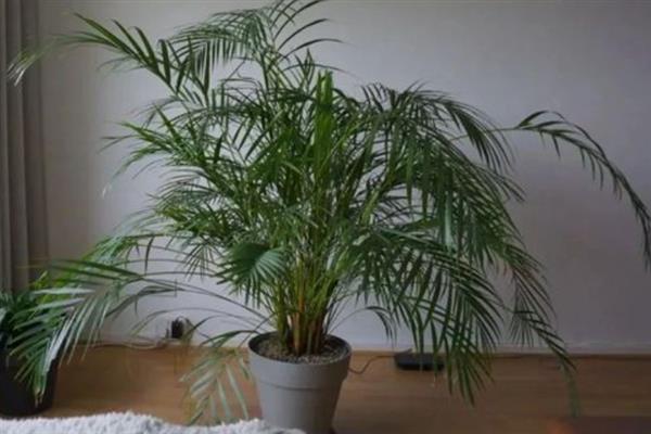 散尾葵不适合放在家里的原因，要考虑遮挡视线、吸引虫子、影响空气流通等因素