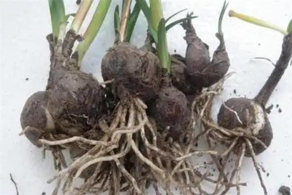 郁金香的球根可以用多久，养护得当可以使用数年