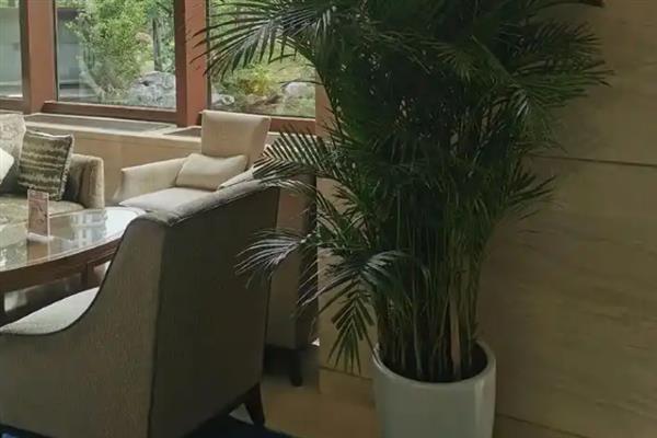 散尾葵不适合放在家里的原因，要考虑遮挡视线、吸引虫子、影响空气流通等因素