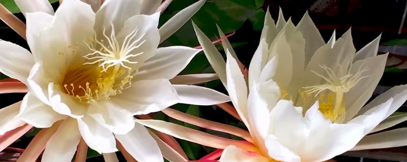 芸花和昙花的区别，二者没有区别