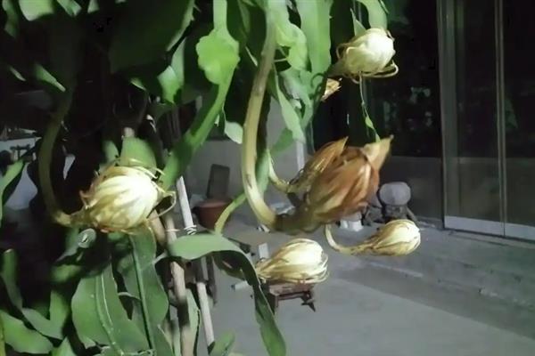 芸花和昙花的区别，二者没有区别