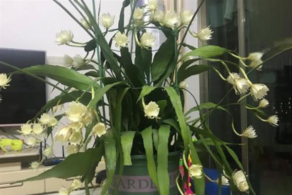 芸花和昙花的区别，二者没有区别