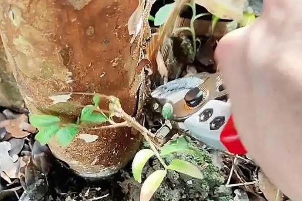 嘉宝果怎么种植，每亩地栽种40棵