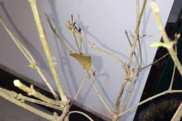 桂花树一发芽就枯了的原因，可能是温度过低或营养过少所致