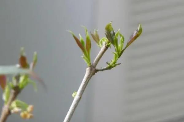 桂花树一发芽就枯了的原因，可能是温度过低或营养过少所致