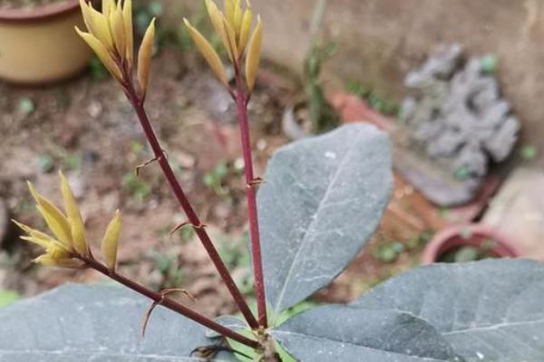 桂花树一发芽就枯了的原因，可能是温度过低或营养过少所致