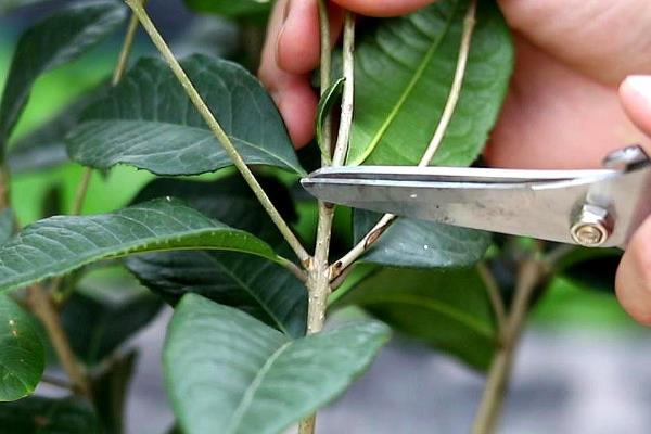 桂花树一发芽就枯了的原因，可能是温度过低或营养过少所致