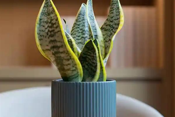 虎尾兰能放卧室吗，可以在卧室养殖虎尾兰