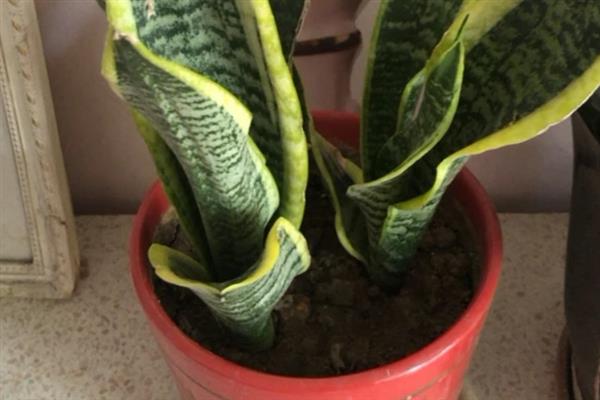 虎尾兰能放卧室吗，可以在卧室养殖虎尾兰