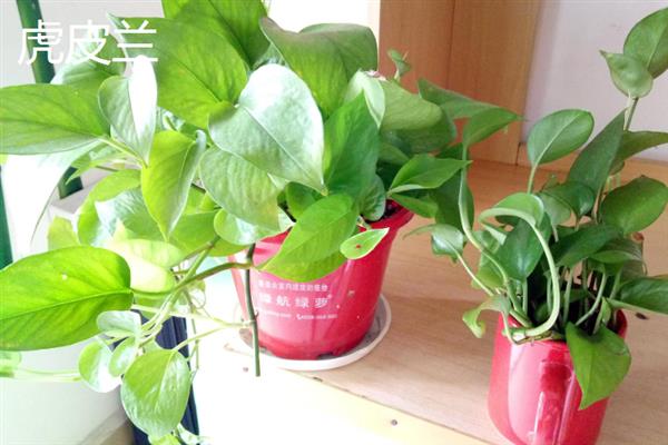 有哪些能净化空气的植物，推荐白掌、虎皮兰、绿萝等
