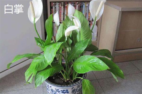 有哪些能净化空气的植物，推荐白掌、虎皮兰、绿萝等