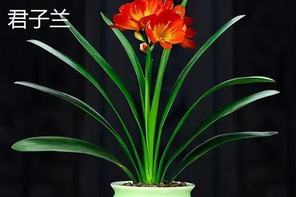 有哪些能净化空气的植物，推荐白掌、虎皮兰、绿萝等