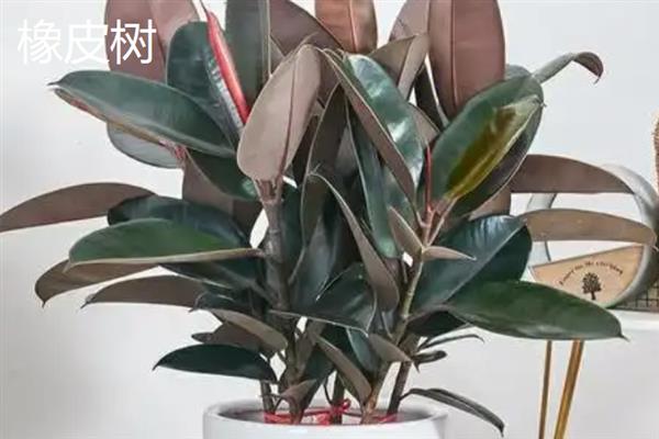 有哪些能净化空气的植物，推荐白掌、虎皮兰、绿萝等