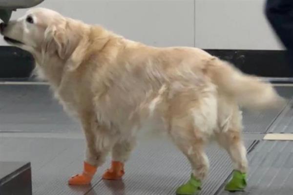 狗狗能穿鞋吗，可以穿但不建议穿