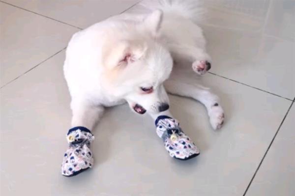 狗狗能穿鞋吗，可以穿但不建议穿