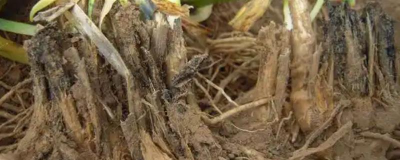 萝卜黑根病的症状，主要危害作物的根部
