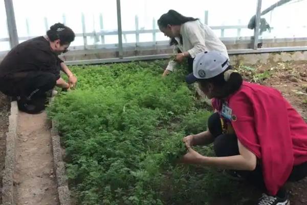 萝卜黑根病的症状，主要危害作物的根部