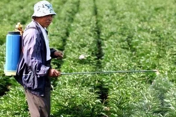 萝卜黑根病的症状，主要危害作物的根部