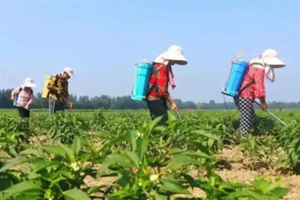 辣椒苗用什么肥才长的粗，可以施腐熟的农家肥
