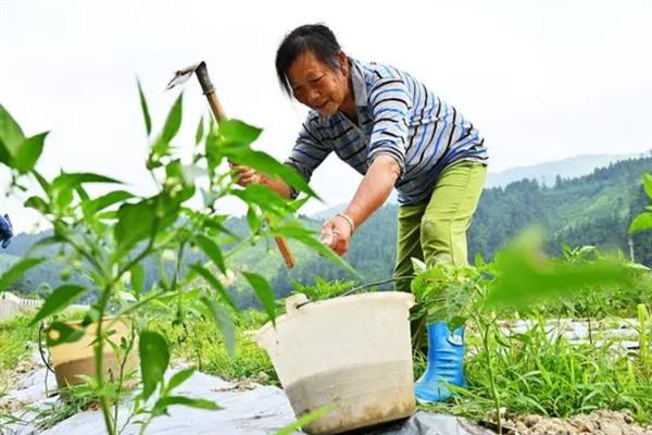 辣椒苗用什么肥才长的粗，可以施腐熟的农家肥