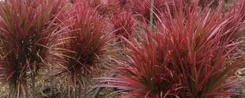 千年木的叶片为何出现黑点，可能是患有叶斑病或炭疽病