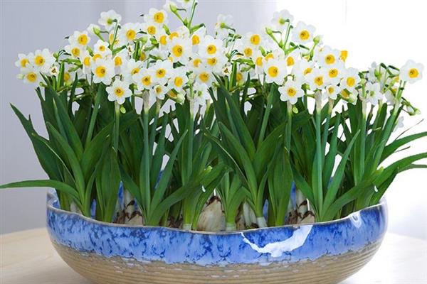 水仙花的繁殖方法，以侧球繁殖、分株繁殖、鳞片繁殖为主