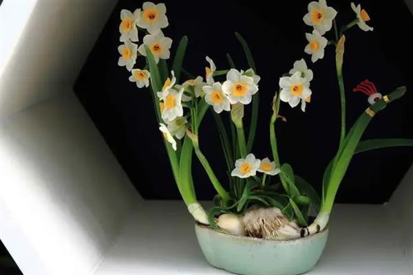 水仙花的繁殖方法，以侧球繁殖、分株繁殖、鳞片繁殖为主