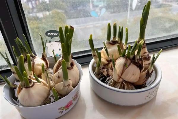 水仙花的繁殖方法，以侧球繁殖、分株繁殖、鳞片繁殖为主