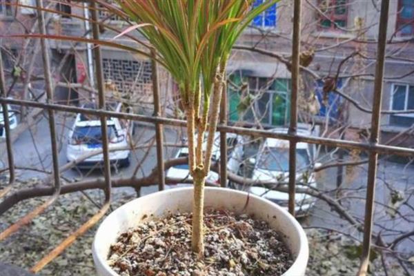 千年木的叶片为何出现黑点,可能是患有叶斑病或炭疽病