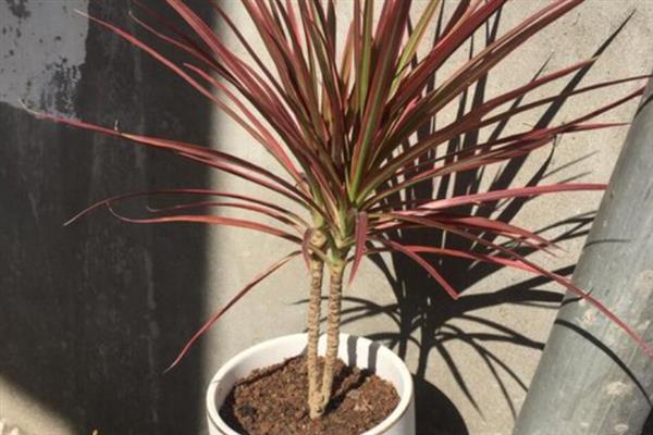 千年木的叶片为何出现黑点,可能是患有叶斑病或炭疽病