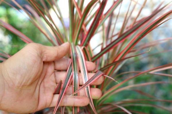 千年木的叶片为何出现黑点,可能是患有叶斑病或炭疽病