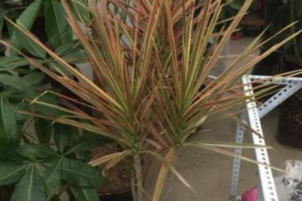 千年木的叶片为何出现黑点,可能是患有叶斑病或炭疽病