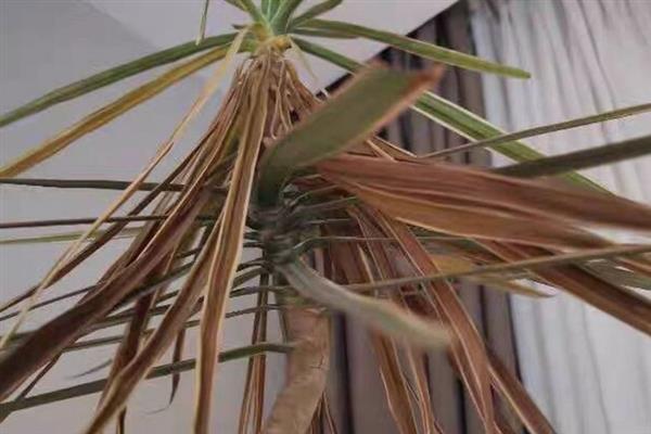 千年木的叶片为何出现黑点,可能是患有叶斑病或炭疽病