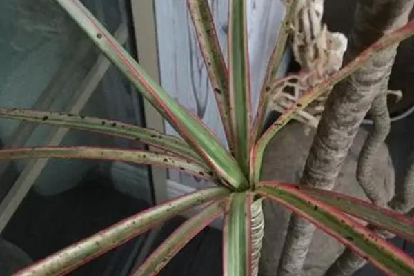 千年木的叶片为何出现黑点,可能是患有叶斑病或炭疽病