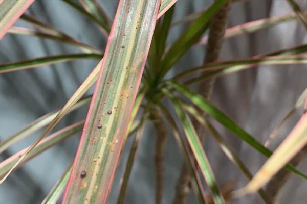 千年木的叶片为何出现黑点,可能是患有叶斑病或炭疽病