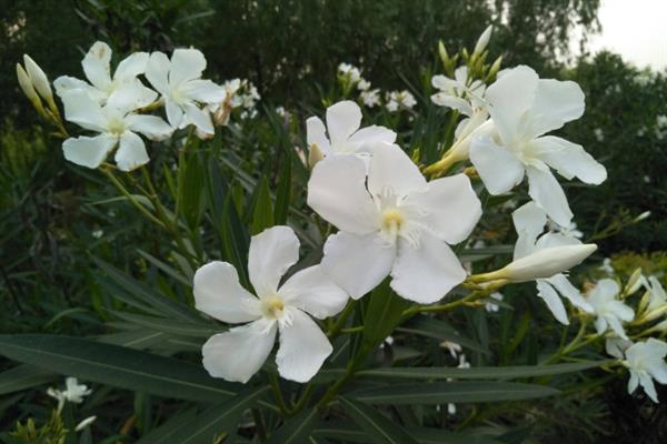白花夹竹桃有没有毒，白色夹竹桃有毒