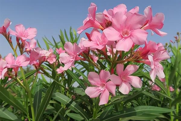 白花夹竹桃有没有毒，白色夹竹桃有毒