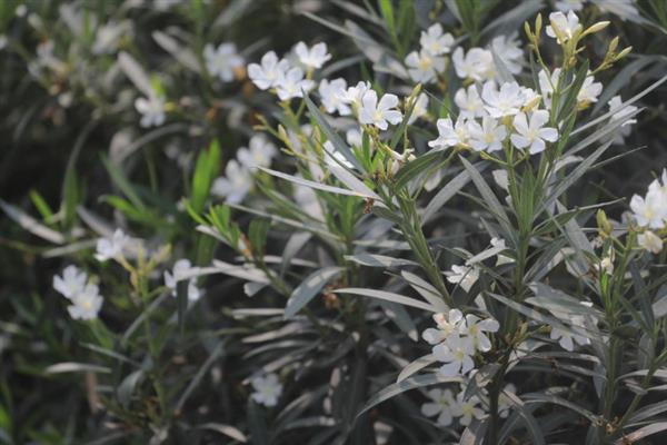 白花夹竹桃有没有毒，白色夹竹桃有毒