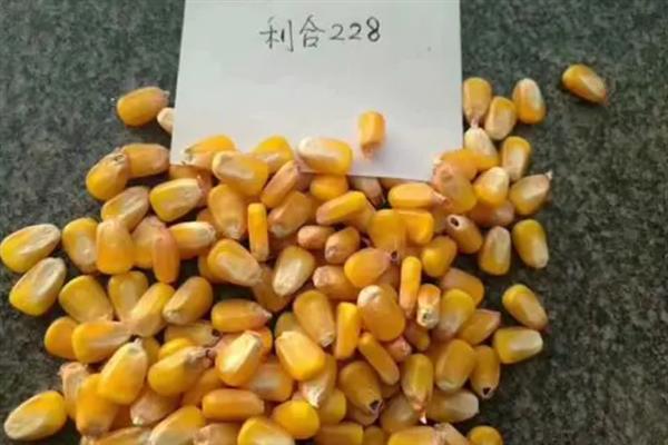 利合228玉米的所需积温，一般为2200-2250℃左右