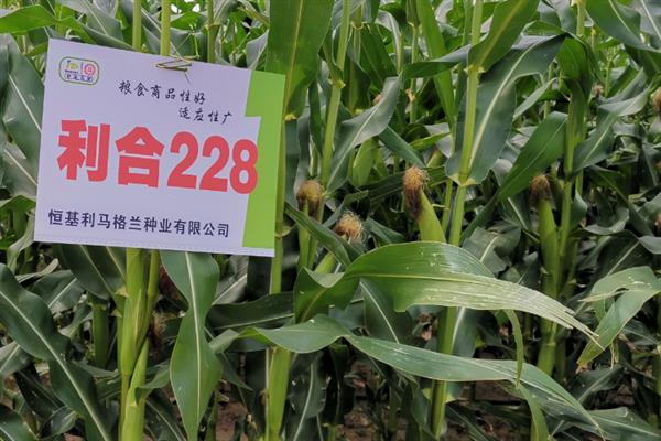 利合228玉米的所需积温，一般为2200-2250℃左右