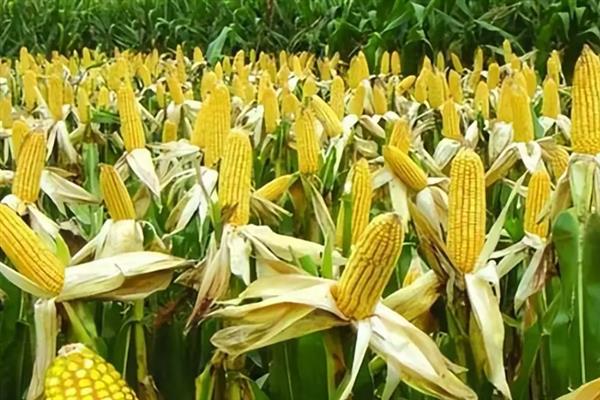利合228玉米的所需积温，一般为2200-2250℃左右