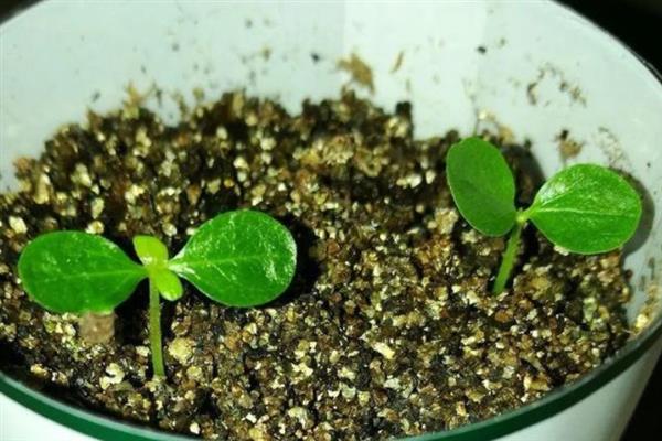 倒吊金钟种子的种植方法，要选择在春秋季节进行