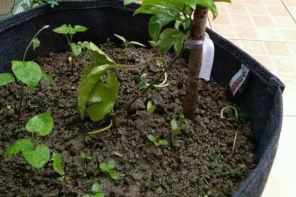 倒吊金钟种子的种植方法，要选择在春秋季节进行