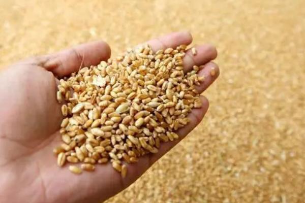 粗粮的种类，主要分为谷物类、杂豆类、块茎类