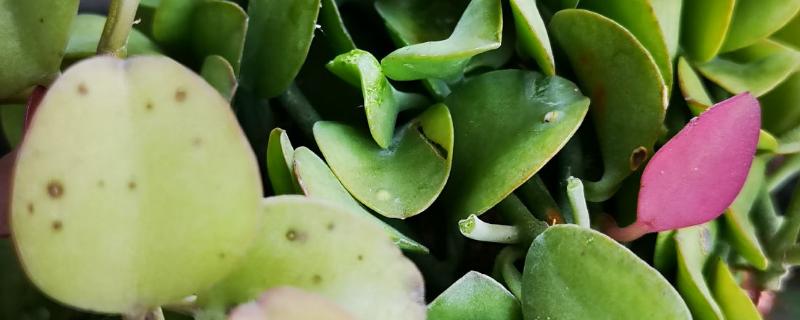 空气凤梨小苹果的养护方法，平时每隔2-3天喷一次水
